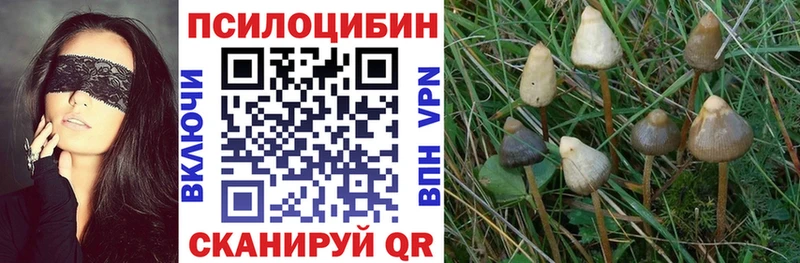 Галлюциногенные грибы Psilocybine cubensis  hydra ССЫЛКА  Апатиты  где купить наркоту 